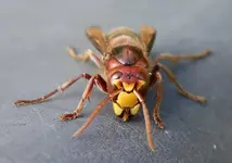 yellow (17).webp