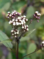 DSCN0170.webp