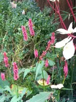 DSCN0193.webp
