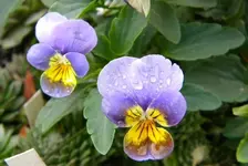 DSCN0181.webp