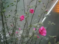 PA140707.webp