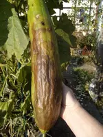 2015-10-09 Luffa.webp