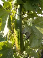2015-10-09-Luffa1.JPG
