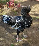 elvis.webp