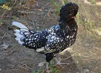 priscilla.webp