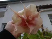 P1540882.webp