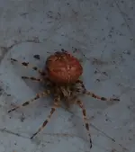 Kreuzspinne 2.webp