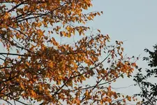 046.webp
