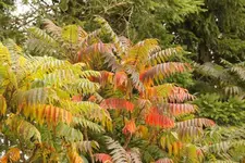 essigbaum.webp