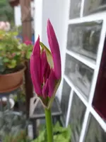 P1540874.webp