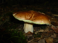 P1540729.webp
