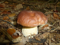P1540733.webp