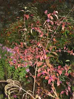 012.webp