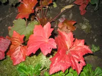 014.webp