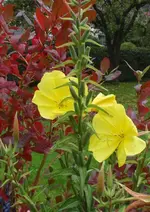 yellow (18).webp