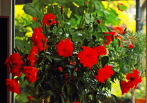 blühender Hibiskus_WoZi_640.webp