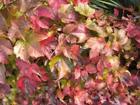BILD4702.webp