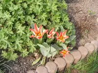 Minitulpen 20.4.2013.webp