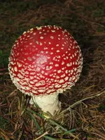 002_600x800.webp