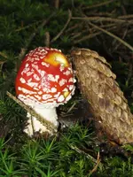 003_600x800.webp