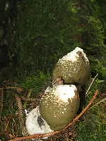 004_600x800.webp