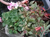 PA170717.webp