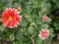 PA170721.webp