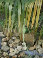 PA170724.webp