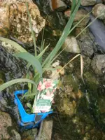 PA170725.webp