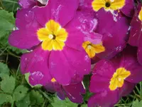 PA170730.webp