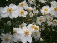 PA170732.webp