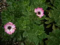 PA170735.webp