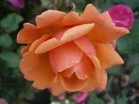 PA170739.webp