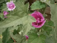 PA170740.webp