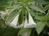 PA170742.webp