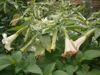 PA170743.webp