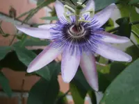 PA170744.webp