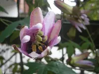 PA170745.webp