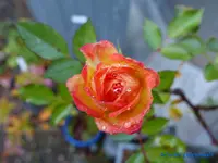 comp_P1250882.webp