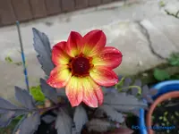 comp_P1250883.webp