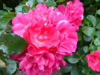 DSCN0209.webp