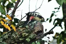 DSCF3987 (2).webp