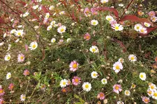 DSCF4030.webp
