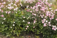 DSCF4035.webp