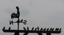 spatzen im Oktober 15.webp