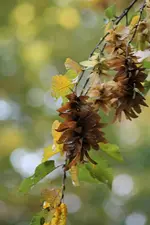 baum.webp