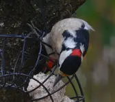 Mittellspechthalsverrenker.webp