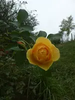P1550112.webp