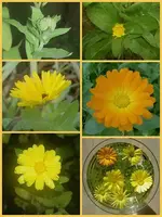 Ringelblumen.webp