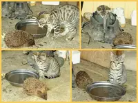 Katze & Igel v.webp